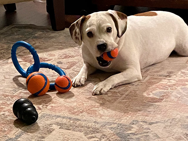 白狗玩具球