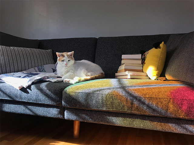 猫带书沙发